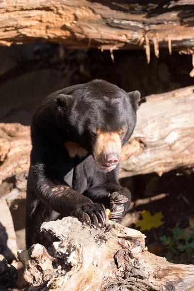 Sun bear also known as a Malaysian bear