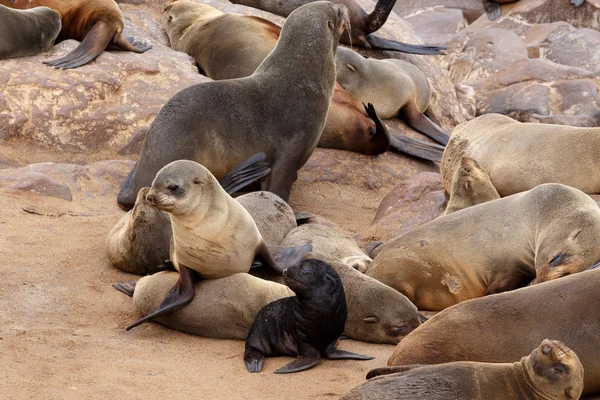 Small sea lion baby in Cape Cross