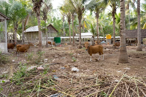 Traditional domestic cattle, Indonesia