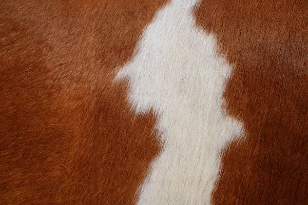 Cow background Images - Search Images on Everypixel