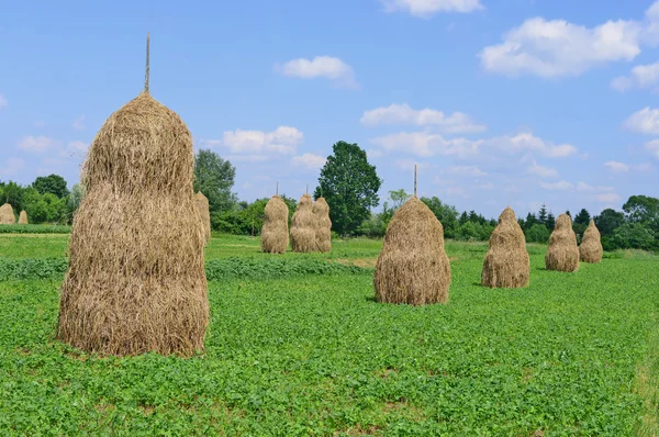 Hay in stacks in a summer rural landscape