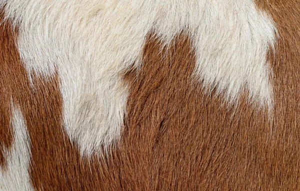 Cow background Images - Search Images on Everypixel