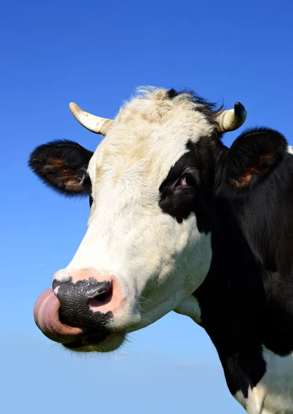 A head of a cow close up against the sky in a rural landscape