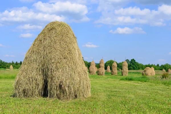 Hay in stacks in a summer rural landscape