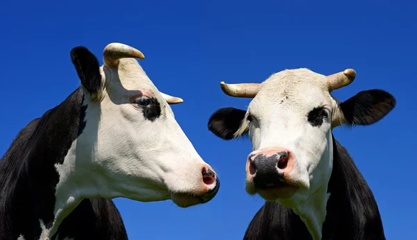 A heads of a cows close up against the sky in a rural landscape