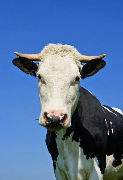 A head of a cow close up against the sky in a rural landscape