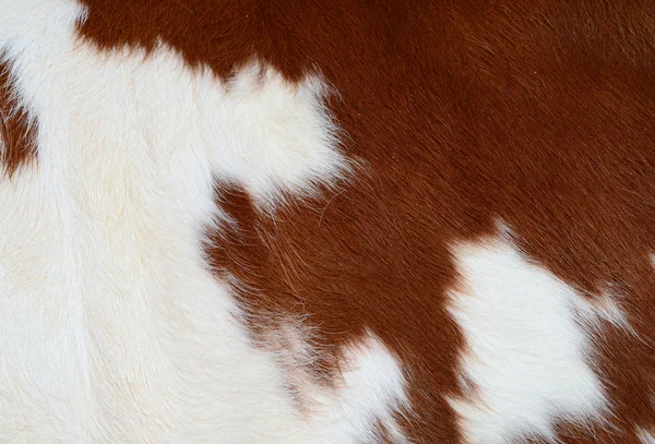 A fragment of a skin of a cow close up on a background photo