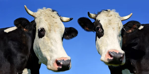 Heads of cows close up against the sky in a rural landscape.