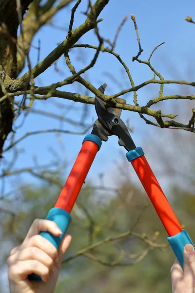 Pruning shears in the garden in early spring