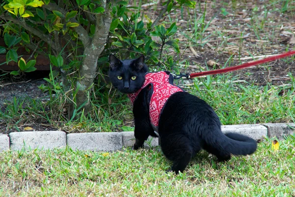 Black cat walking on leash