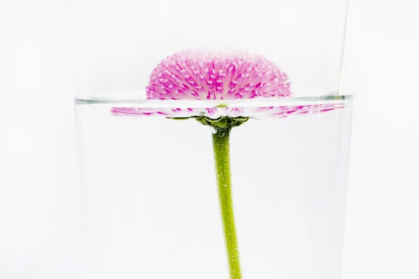 Pink flower floating in water