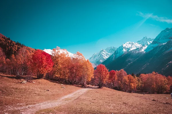 The mountain autumn landscape with colorful forest and high peak
