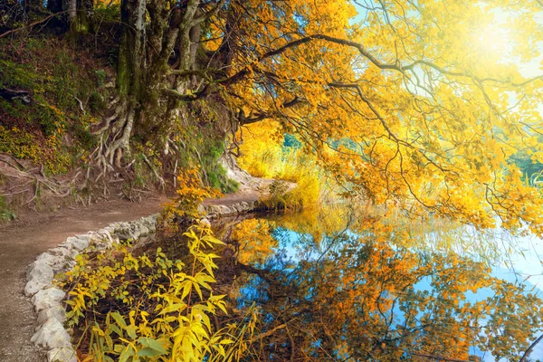 Sunny Autumn Landscape - old tree and lake