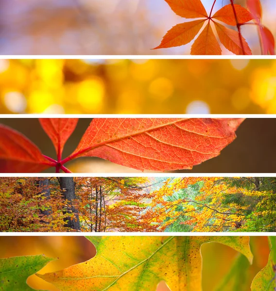 Set of Different Fall Banners - beautiful Autumn season