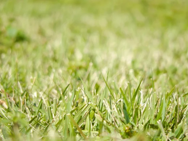 Green grass background texture