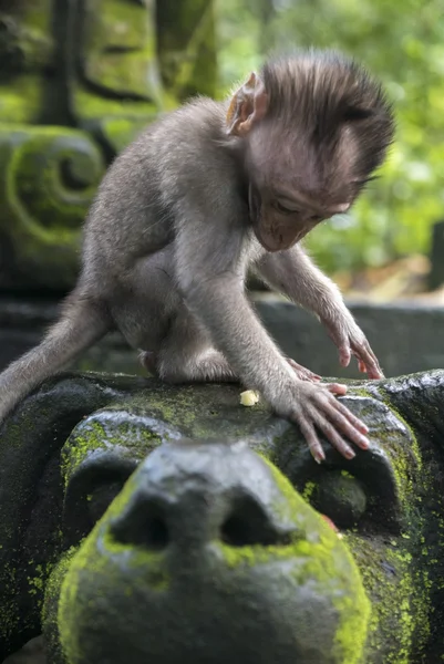 Baby monkey at sacred monkey forest, Ubud, Bali, Indonesia