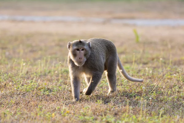 Macaque Monkey walking in the ruins of Angkor, Cambodia