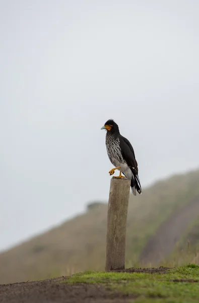 Curiquinge andean bird in Cotopaxi National Park in Ecuador