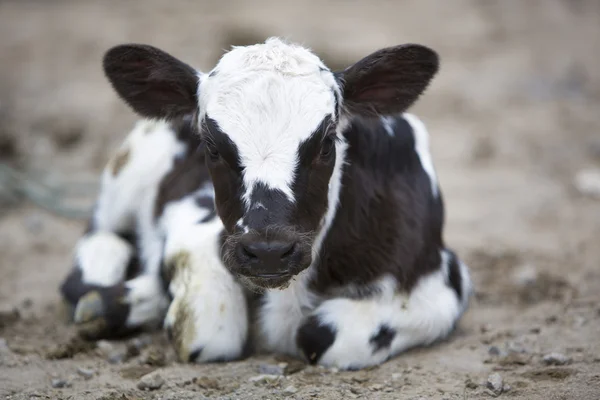 Black and white Baby Cow at the animal market of Otavalo