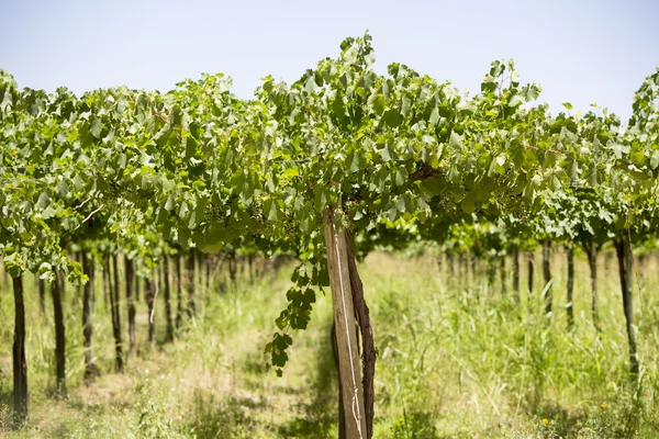Detail of vineyards in Argentina