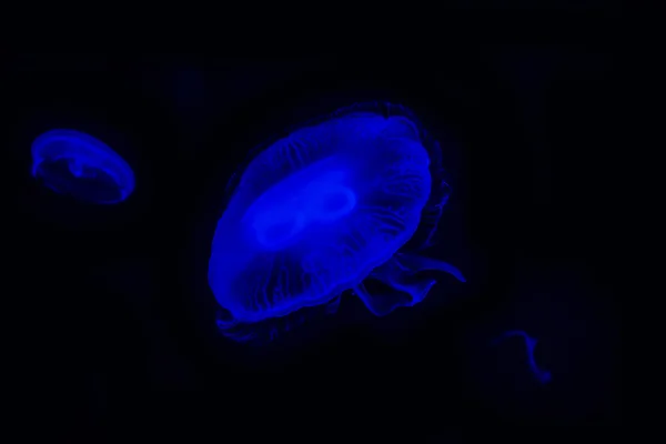 Moon jellyfish in the dark