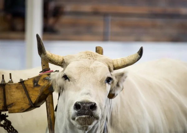 Oxen pulling at a fair