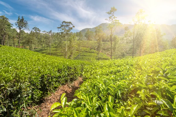 Green tea plantation