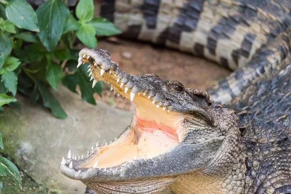 Crocodile openning mouth