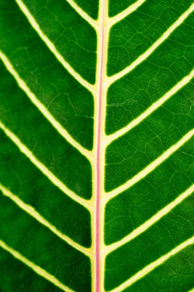 The leaf veins