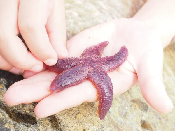 Purple starfish walking across a child\'s hand
