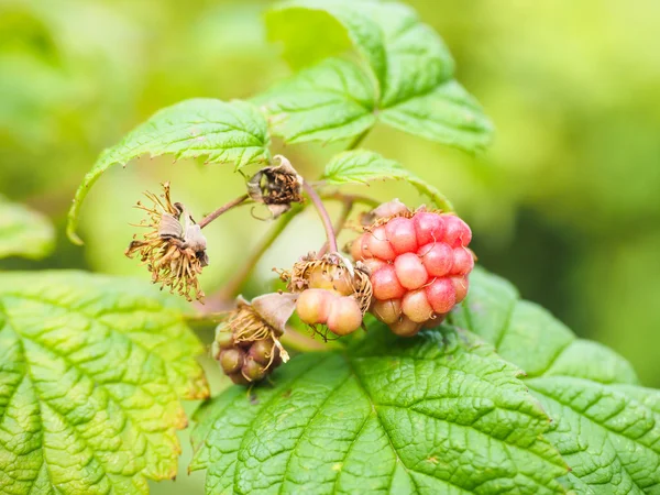 Unripe raspberry hanging on bush with fresh green leaves