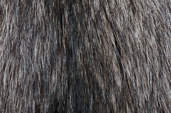 Racoon fur texture