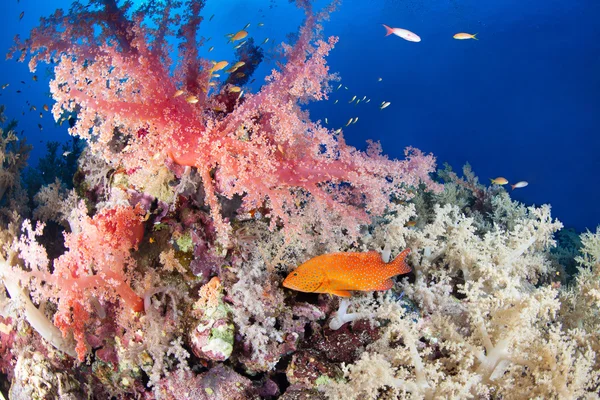 Colorful reef with jewel grouper, Red Sea, Egypt