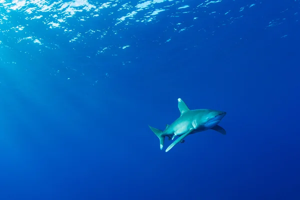 Oceanic whitetip shark, Red Sea, Egypt