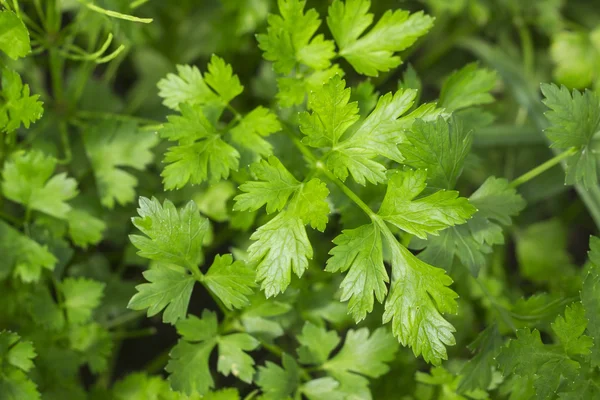 Fresh green parsley growing in the vegetable garden