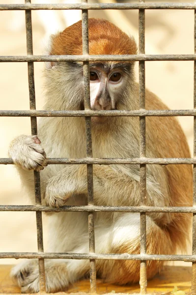 Sad monkey in the cage