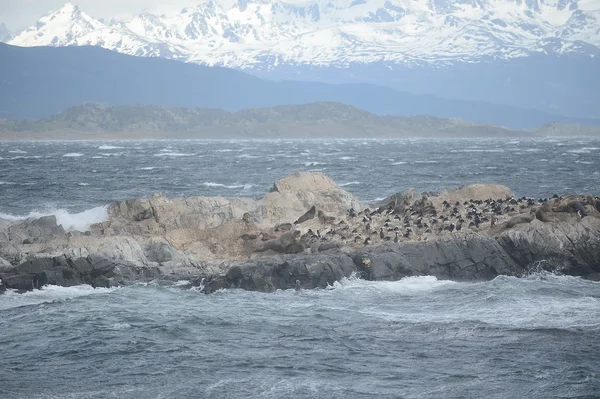 South American sea lion, Otaria flavescens, breeding colony and haulout on small islets just outside Ushuaia.