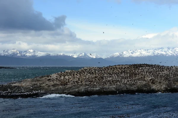 Cormorant colony on an island at Ushuaia in the Beagle Channel (Beagle Strait), Tierra Del Fuego, Argentina, South America