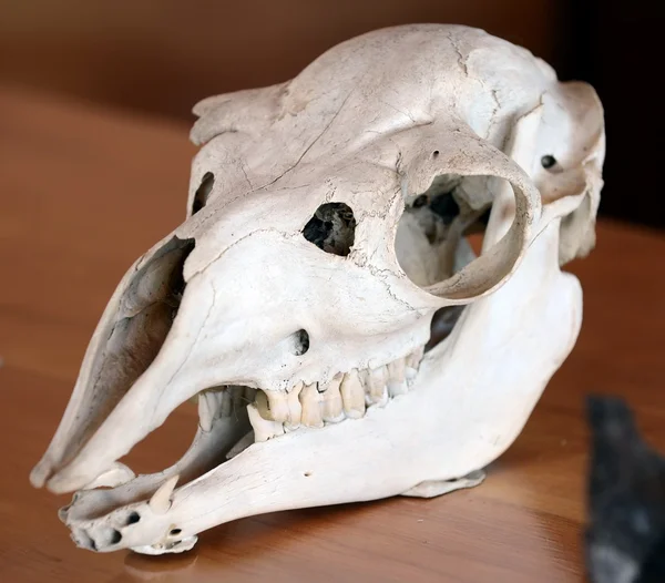 The skull of an ancient animal in the national Park Pali Aike in southern Chile.