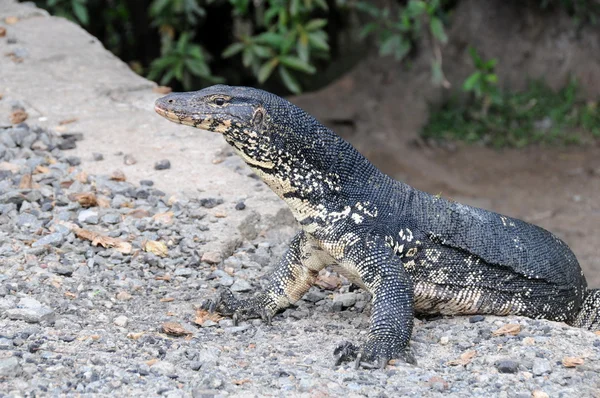 Monitor lizard in the wild on the island of Sri Lanka