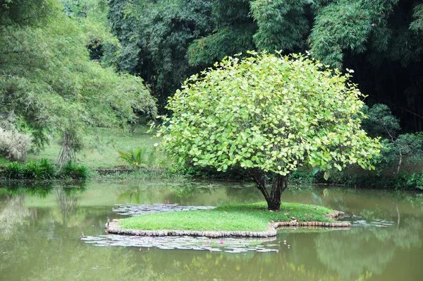 Unique Royal Botanical gardens in Peradeniya is considered as one of the best in Asia, as it contains a collection of 4000 species of plants.