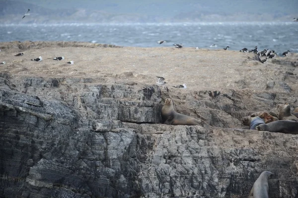 South American sea lion, Otaria flavescens, breeding colony and haulout on small islets just outside Ushuaia.