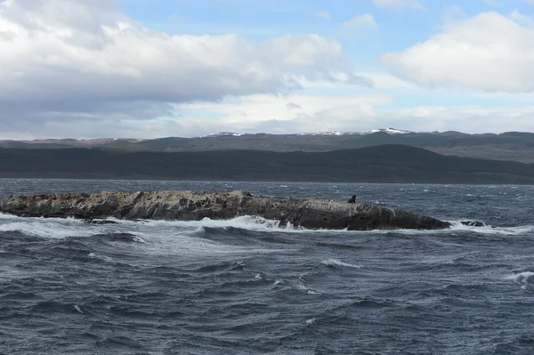 South American sea lion, Otaria flavescens, breeding colony and haulout on small islets just outside Ushuaia.