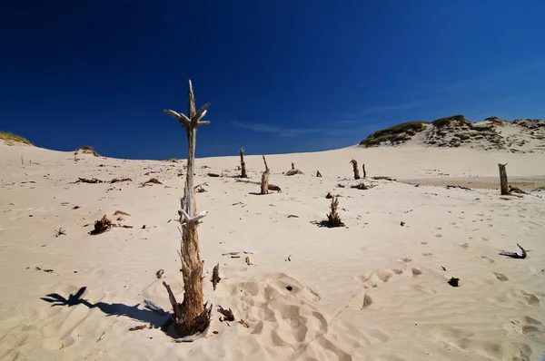 Destroyed trees left after move of moving sand dunes in Poland.