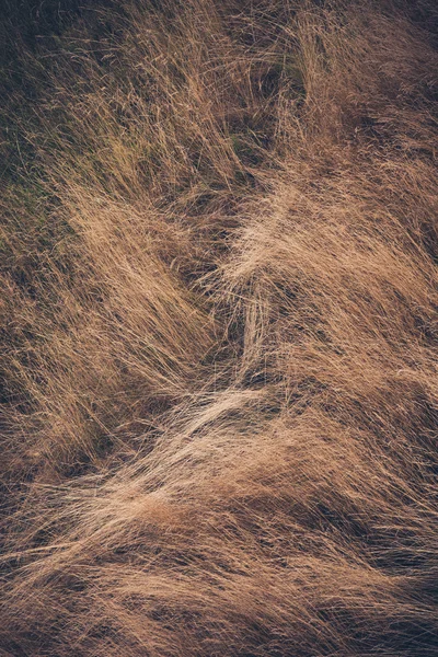 High laid dry grass background