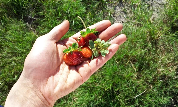Many Strawberry in hand with grass background
