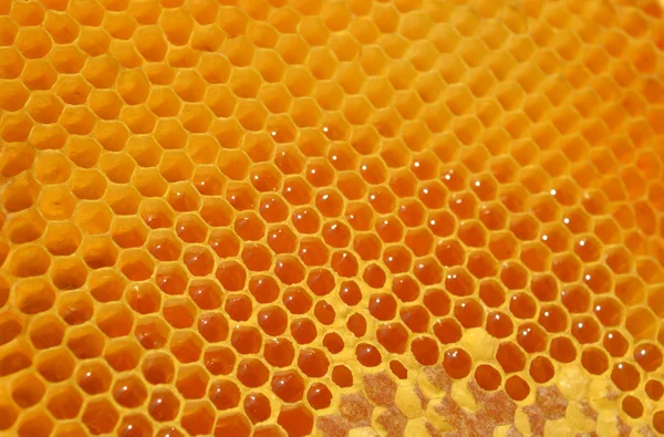 Yellow honey background