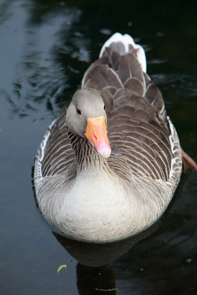 Greylag Goose