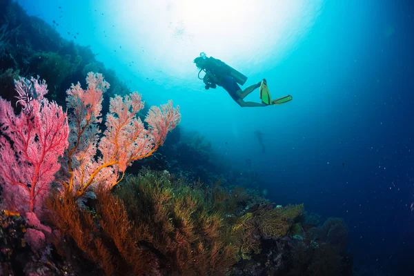 Divers exploring the bright coral reef