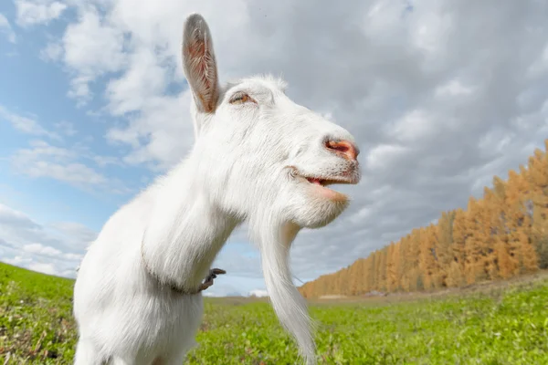 Happy smiling goat